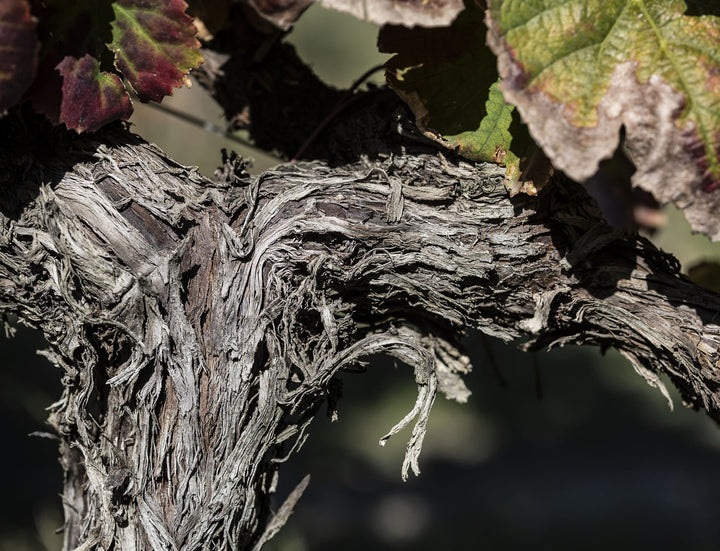 VINHAS VELHAS: O QUE SÃO E PORQUE FAZEM UM VINHO ESPECIAL?
